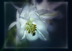 photo "***"