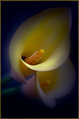 photo "***"