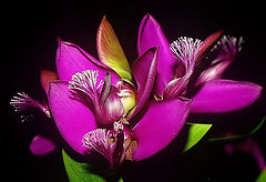 photo "More Beauty..."
