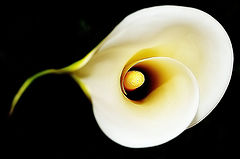 photo "White and Yellow..."