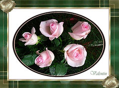 фото "Roses"