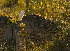 фото "HERON"