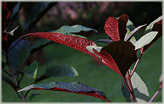 photo "The soft and strong"