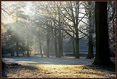 фото "frozen and misty morning"