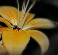 photo "***"