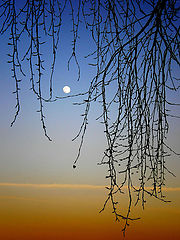 photo "Moon"