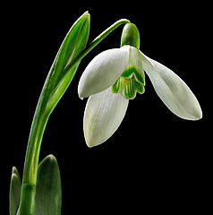 photo "snowgrup"
