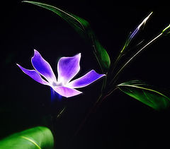 photo "THANK YOU, MY FRIENDS, FOR YOUR KINDNESS!"