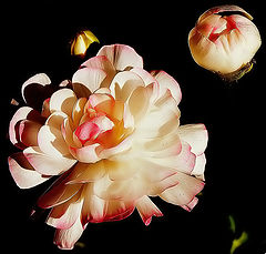 photo "Light, Shadows and Color"