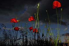 фото "flowers & clouds"