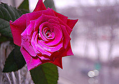 photo "***"