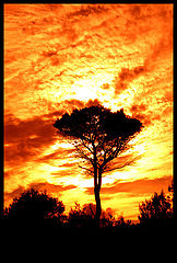 album "landscape"