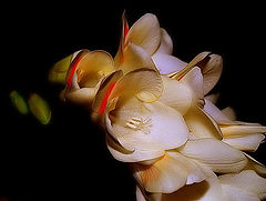 photo "Tenderness and...Affection..."