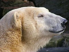 фото "Polar bear."