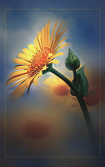 photo "***"