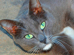 фото "Портрет зеленоглазого кота"