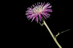 photo "The Thistle Flower..."