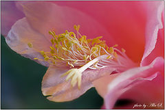 photo "***"