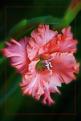 photo "***"