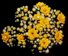 photo "Not a Beautiful day but... a Wondeful Life, my LADIES!"