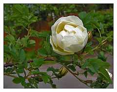 photo "Happy womens day!"