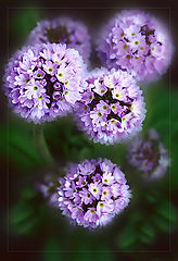 photo "***"