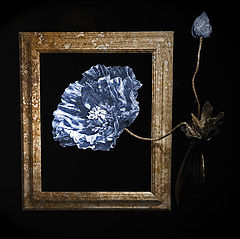 photo "Flower in Frame"