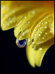 фото "blue drop"