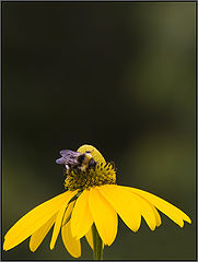 photo "***"