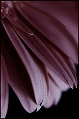 фото "lines"
