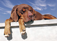 фото "Dog up stairs"