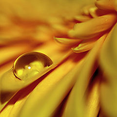 фото "drop"