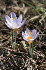 фото "Крокусы"