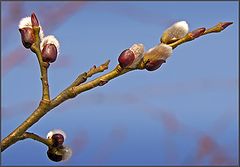 photo "The Spring branch"
