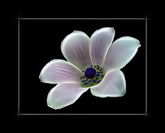 photo "***"