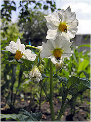 photo "A flower of a potato"