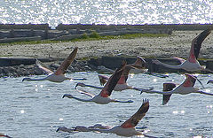 фото "Estuary Wildlife"