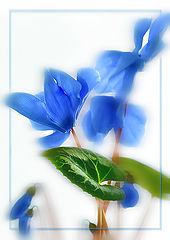 photo "***"