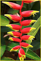 photo "The Flower - Miracle"