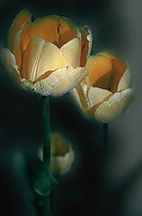 photo "***"