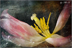 photo "***"