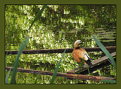 photo "***"