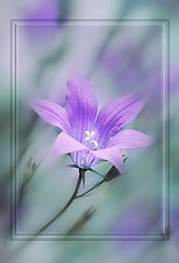 photo "***"