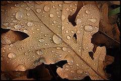 photo "... and tears at the dawn scattered forest cover ..."