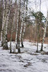 фото "Март в Рублевском лесу"