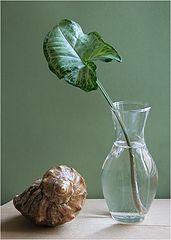 фото "Братья по несчастью"