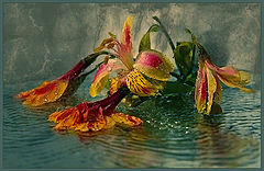 photo "лилия вода"