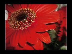 photo "Red"