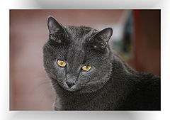 фото "Rusky"