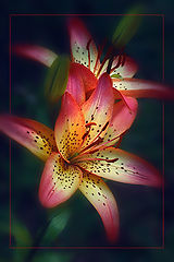 photo "***"